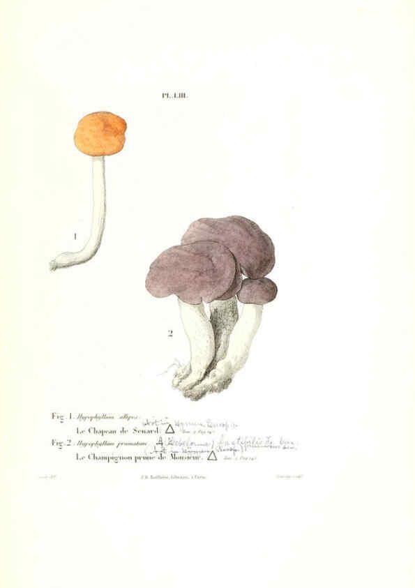 Reproducción/Reproduction 6266961696: Iconographie des champignons de Paulet New York,H. Baillière; [etc., etc.],1855