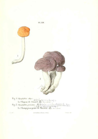 Reproducción/Reproduction 6266961696: Iconographie des champignons de Paulet New York,H. Baillière; [etc., etc.],1855