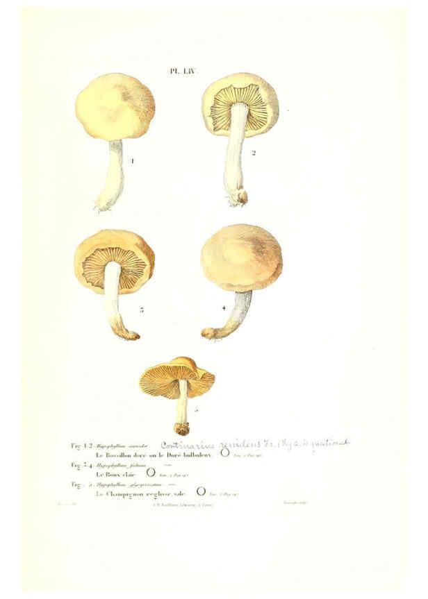 Reproducción/Reproduction 6266433821: Iconographie des champignons de Paulet New York,H. Baillière; [etc., etc.],1855
