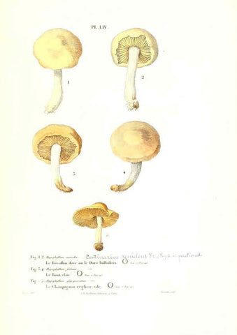 Reproducción/Reproduction 6266433821: Iconographie des champignons de Paulet New York,H. Baillière; [etc., etc.],1855