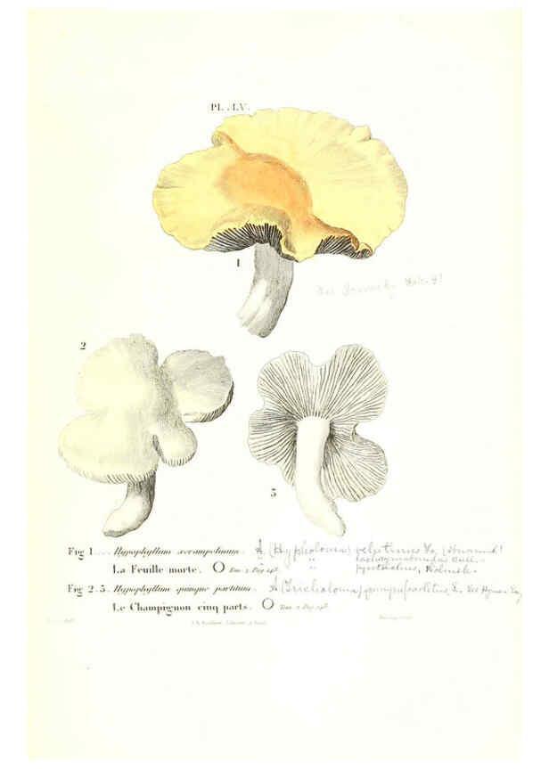 Reproducción/Reproduction 6266433995: Iconographie des champignons de Paulet New York,H. Baillière; [etc., etc.],1855