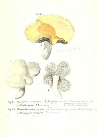 Reproducción/Reproduction 6266433995: Iconographie des champignons de Paulet New York,H. Baillière; [etc., etc.],1855