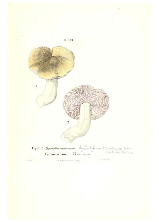 Reproducción/Reproduction 6266434169: Iconographie des champignons de Paulet New York,H. Baillière; [etc., etc.],1855