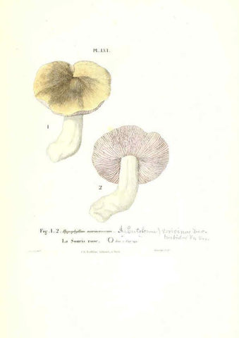 Reproducción/Reproduction 6266434169: Iconographie des champignons de Paulet New York,H. Baillière; [etc., etc.],1855