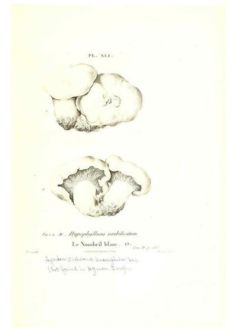 Reproducción/Reproduction 6266959318: Iconographie des champignons de Paulet New York,H. Baillière; [etc., etc.],1855