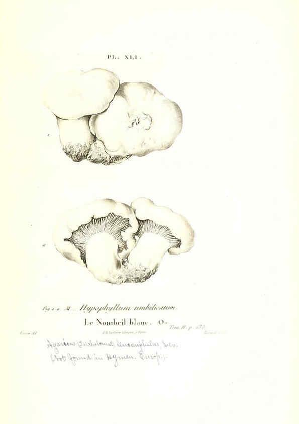 Reproducción/Reproduction 6266959318: Iconographie des champignons de Paulet New York,H. Baillière; [etc., etc.],1855