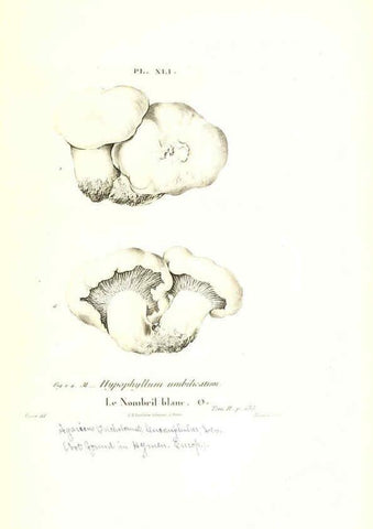 Reproducción/Reproduction 6266959318: Iconographie des champignons de Paulet New York,H. Baillière; [etc., etc.],1855