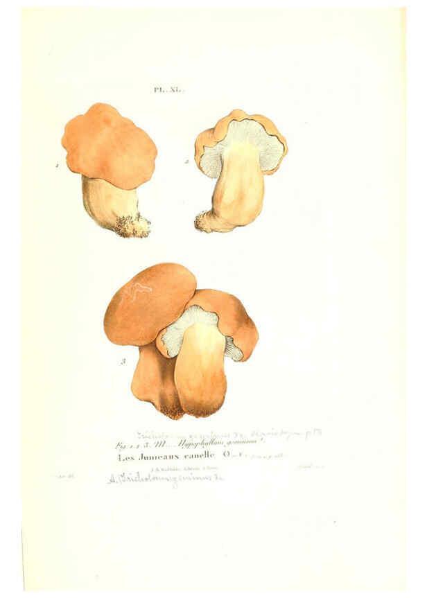 Reproducción/Reproduction 6266959114: Iconographie des champignons de Paulet New York,H. Baillière; [etc., etc.],1855