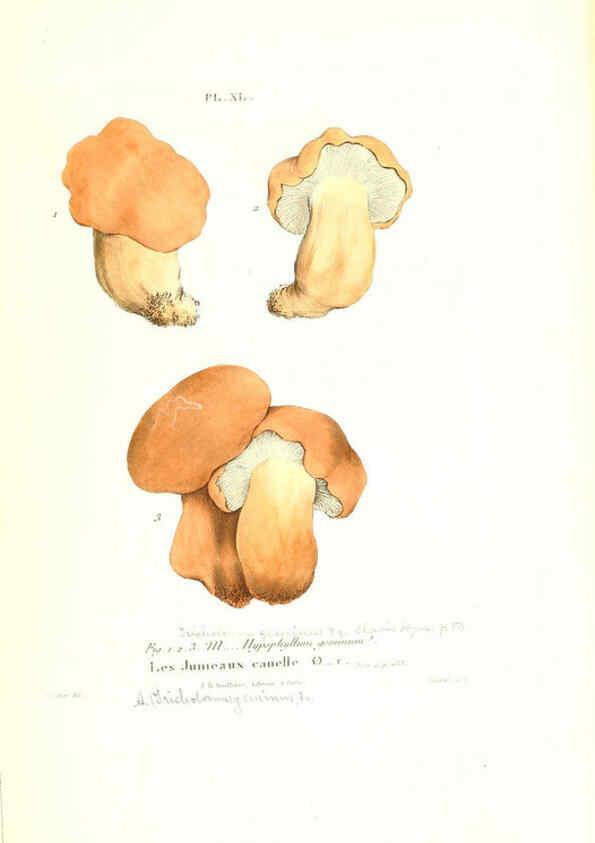 Reproducción/Reproduction 6266959114: Iconographie des champignons de Paulet New York,H. Baillière; [etc., etc.],1855