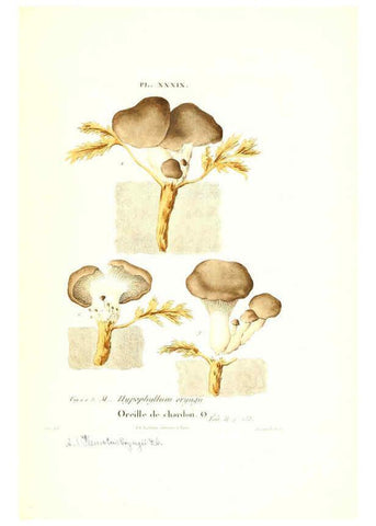 Reproducción/Reproduction 6266430839: Iconographie des champignons de Paulet New York,H. Baillière; [etc., etc.],1855