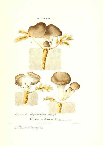 Reproducción/Reproduction 6266430839: Iconographie des champignons de Paulet New York,H. Baillière; [etc., etc.],1855