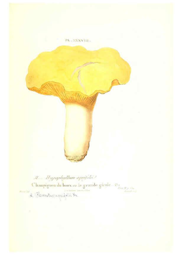 Reproducción/Reproduction 6266430625: Iconographie des champignons de Paulet New York,H. Baillière; [etc., etc.],1855