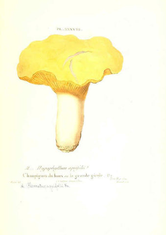 Reproducción/Reproduction 6266430625: Iconographie des champignons de Paulet New York,H. Baillière; [etc., etc.],1855