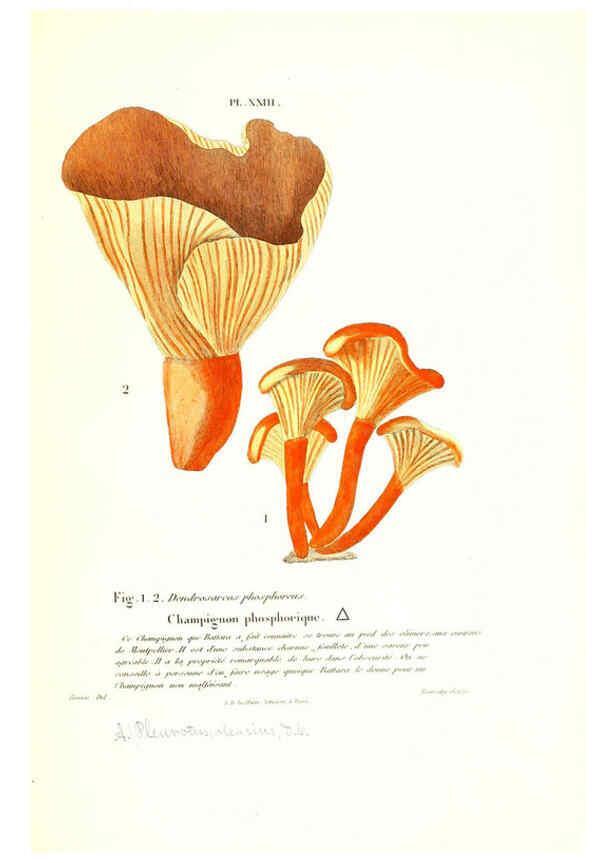 Reproducción/Reproduction 6266427459: Iconographie des champignons de Paulet New York,H. Baillière; [etc., etc.],1855