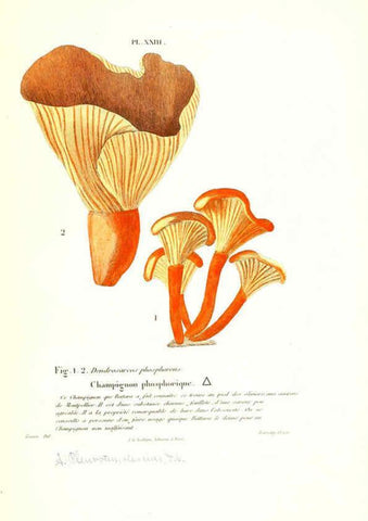 Reproducción/Reproduction 6266427459: Iconographie des champignons de Paulet New York,H. Baillière; [etc., etc.],1855