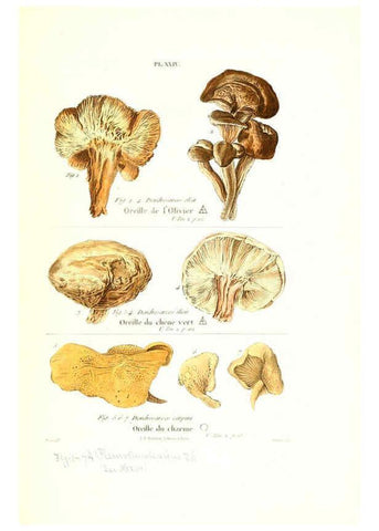 Reproducción/Reproduction 6266955846: Iconographie des champignons de Paulet New York,H. Baillière; [etc., etc.],1855