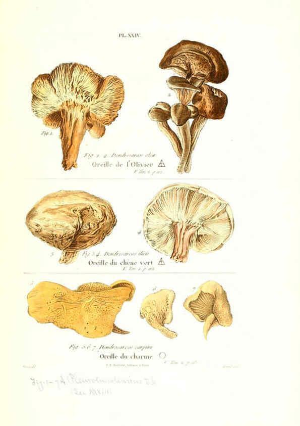 Reproducción/Reproduction 6266955846: Iconographie des champignons de Paulet New York,H. Baillière; [etc., etc.],1855
