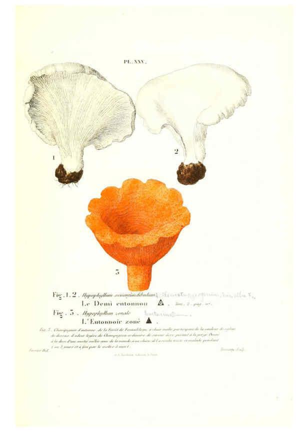 Reproducción/Reproduction 6266956034: Iconographie des champignons de Paulet New York,H. Baillière; [etc., etc.],1855