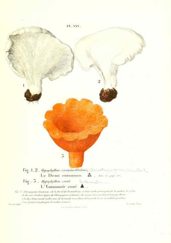 Reproducción/Reproduction 6266956034: Iconographie des champignons de Paulet New York,H. Baillière; [etc., etc.],1855