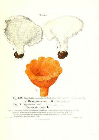 Reproducción/Reproduction 6266956034: Iconographie des champignons de Paulet New York,H. Baillière; [etc., etc.],1855