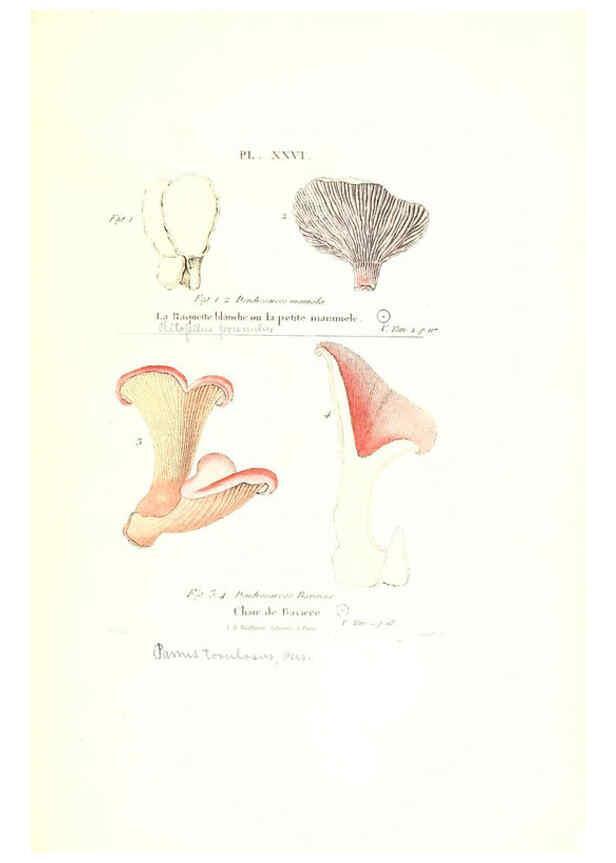 Reproducción/Reproduction 6266956218: Iconographie des champignons de Paulet New York,H. Baillière; [etc., etc.],1855