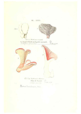 Reproducción/Reproduction 6266956218: Iconographie des champignons de Paulet New York,H. Baillière; [etc., etc.],1855