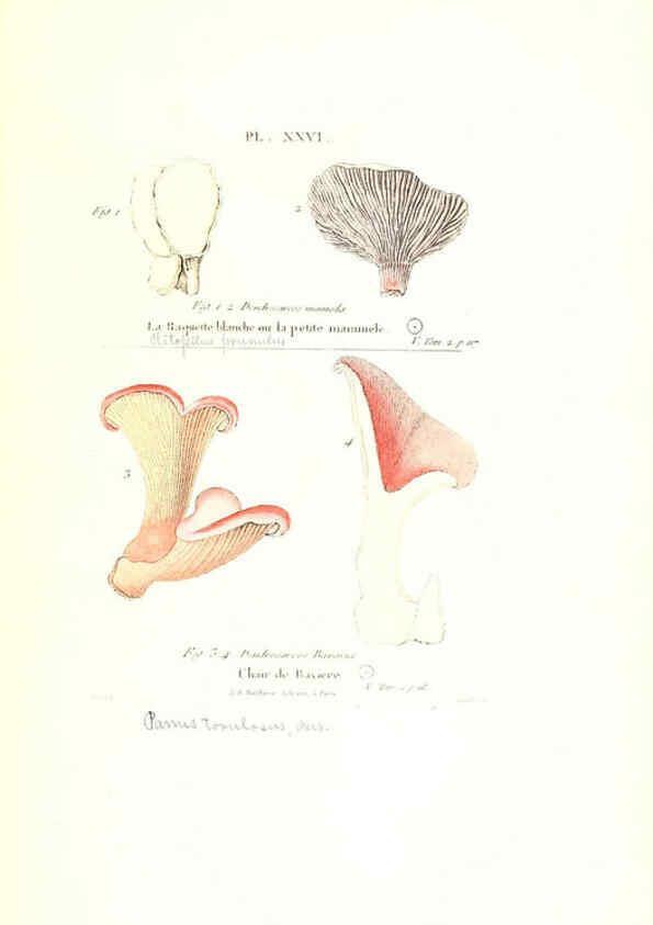 Reproducción/Reproduction 6266956218: Iconographie des champignons de Paulet New York,H. Baillière; [etc., etc.],1855