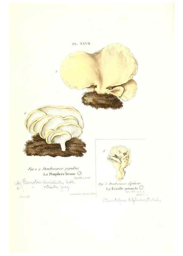 Reproducción/Reproduction 6266428125: Iconographie des champignons de Paulet New York,H. Baillière; [etc., etc.],1855