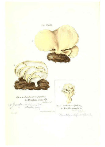 Reproducción/Reproduction 6266428125: Iconographie des champignons de Paulet New York,H. Baillière; [etc., etc.],1855