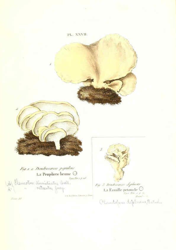Reproducción/Reproduction 6266428125: Iconographie des champignons de Paulet New York,H. Baillière; [etc., etc.],1855