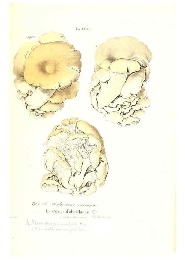 Reproducción/Reproduction 6266428343: Iconographie des champignons de Paulet New York,H. Baillière; [etc., etc.],1855