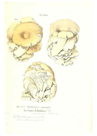 Reproducción/Reproduction 6266428343: Iconographie des champignons de Paulet New York,H. Baillière; [etc., etc.],1855