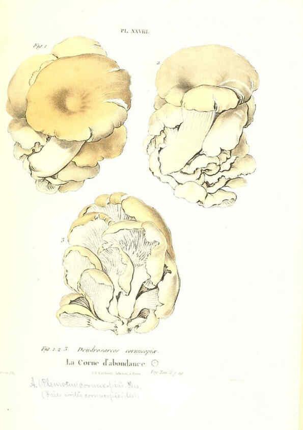 Reproducción/Reproduction 6266428343: Iconographie des champignons de Paulet New York,H. Baillière; [etc., etc.],1855