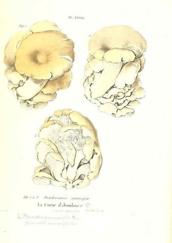 Reproducción/Reproduction 6266428343: Iconographie des champignons de Paulet New York,H. Baillière; [etc., etc.],1855