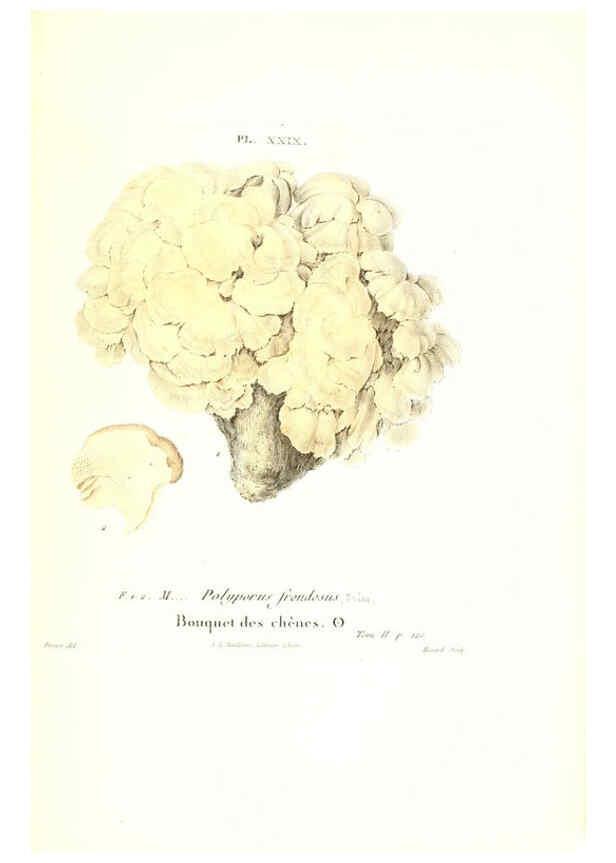 Reproducción/Reproduction 6266428633: Iconographie des champignons de Paulet New York,H. Baillière; [etc., etc.],1855