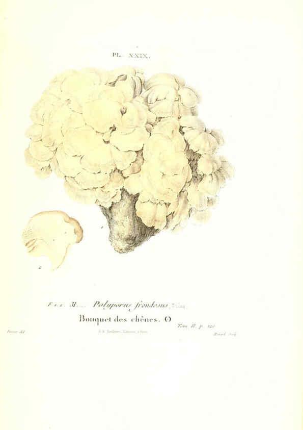 Reproducción/Reproduction 6266428633: Iconographie des champignons de Paulet New York,H. Baillière; [etc., etc.],1855