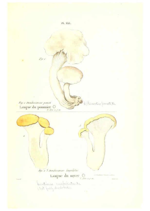 Reproducción/Reproduction 6266427061: Iconographie des champignons de Paulet New York,H. Baillière; [etc., etc.],1855