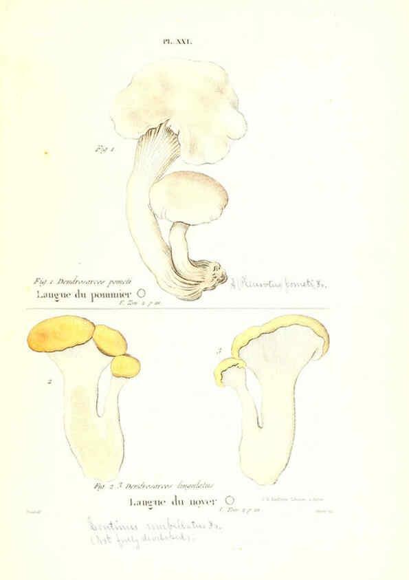 Reproducción/Reproduction 6266427061: Iconographie des champignons de Paulet New York,H. Baillière; [etc., etc.],1855