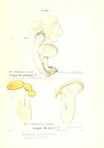 Reproducción/Reproduction 6266427061: Iconographie des champignons de Paulet New York,H. Baillière; [etc., etc.],1855
