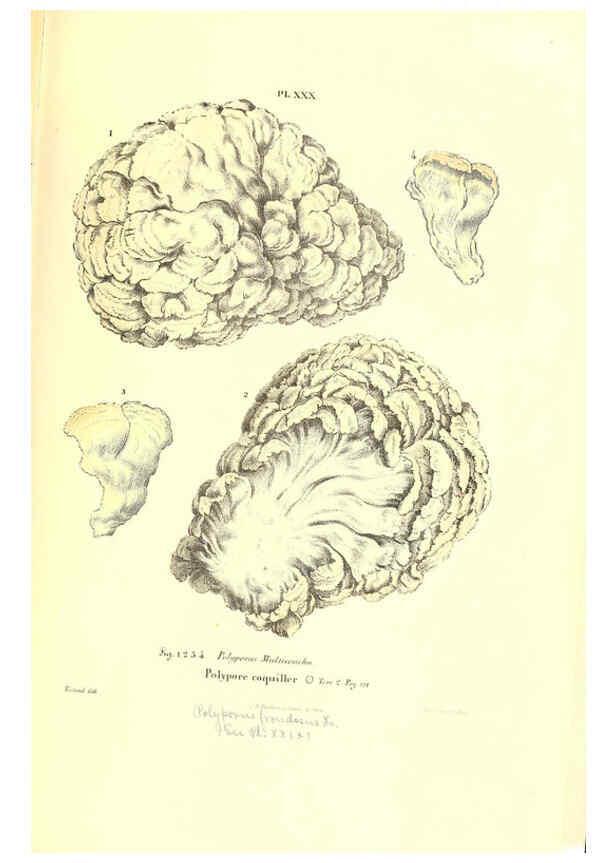 Reproducción/Reproduction 6266428895: Iconographie des champignons de Paulet New York,H. Baillière; [etc., etc.],1855