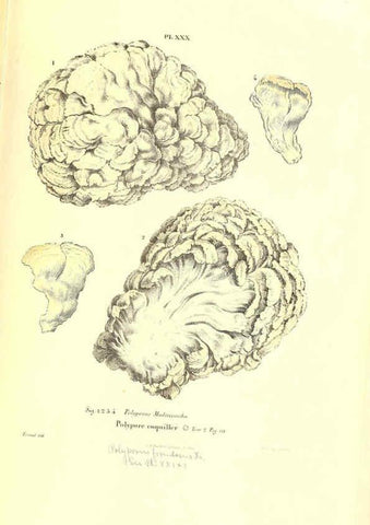 Reproducción/Reproduction 6266428895: Iconographie des champignons de Paulet New York,H. Baillière; [etc., etc.],1855