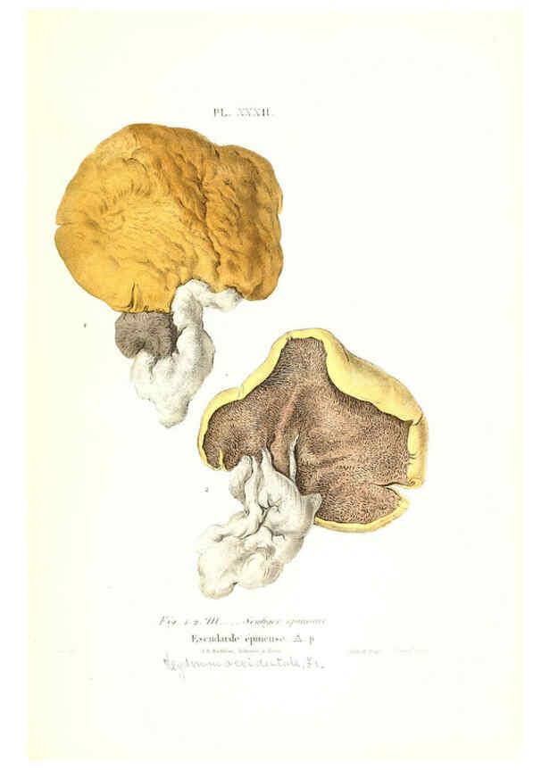 Reproducción/Reproduction 6266957518: Iconographie des champignons de Paulet New York,H. Baillière; [etc., etc.],1855