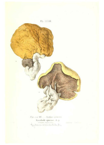 Reproducción/Reproduction 6266957518: Iconographie des champignons de Paulet New York,H. Baillière; [etc., etc.],1855