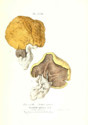 Reproducción/Reproduction 6266957518: Iconographie des champignons de Paulet New York,H. Baillière; [etc., etc.],1855