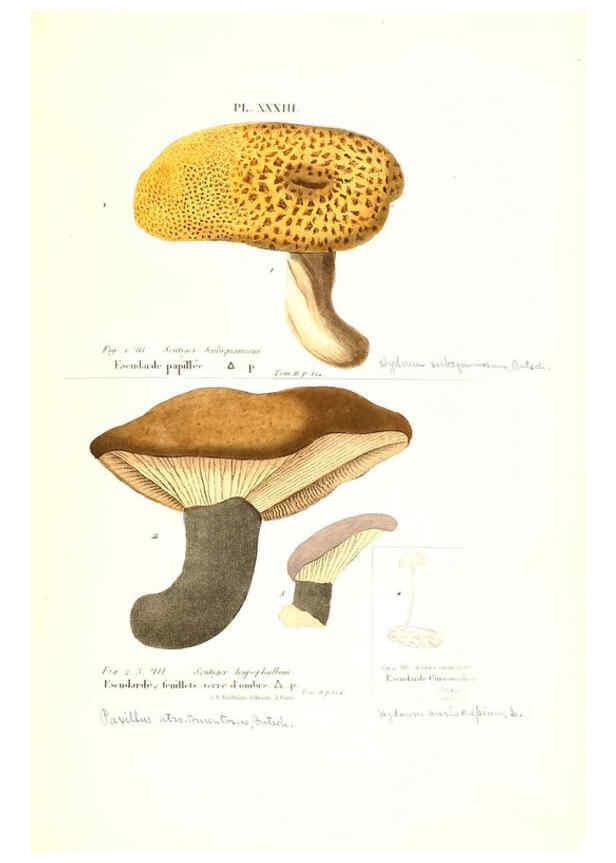 Reproducción/Reproduction 6266957678: Iconographie des champignons de Paulet New York,H. Baillière; [etc., etc.],1855
