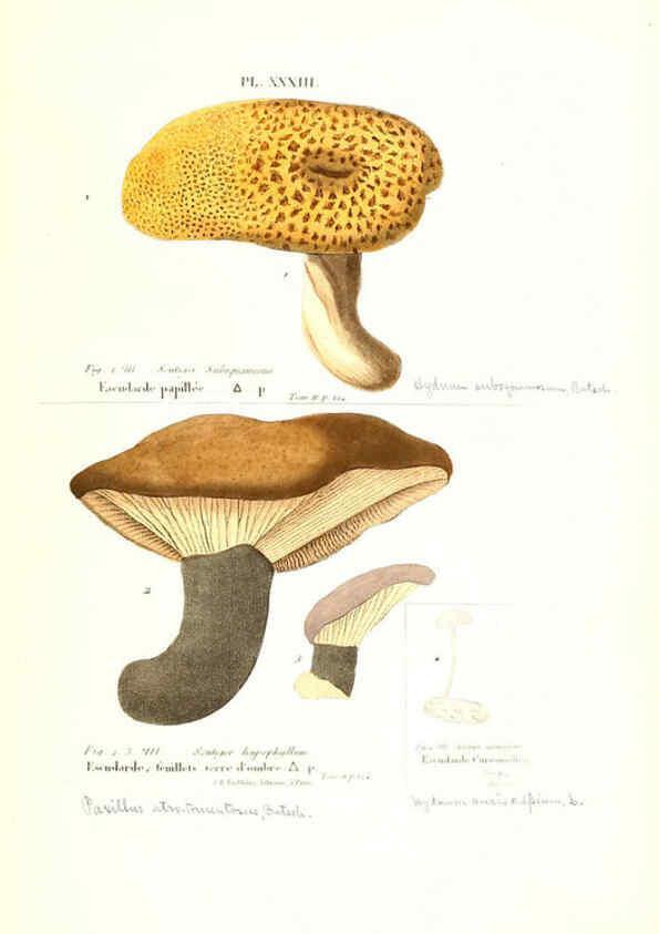 Reproducción/Reproduction 6266957678: Iconographie des champignons de Paulet New York,H. Baillière; [etc., etc.],1855