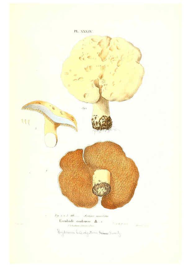 Reproducción/Reproduction 6266429677: Iconographie des champignons de Paulet New York,H. Baillière; [etc., etc.],1855