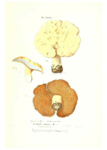 Reproducción/Reproduction 6266429677: Iconographie des champignons de Paulet New York,H. Baillière; [etc., etc.],1855