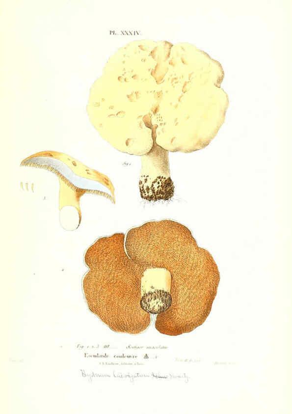 Reproducción/Reproduction 6266429677: Iconographie des champignons de Paulet New York,H. Baillière; [etc., etc.],1855