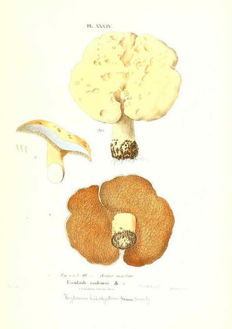 Reproducción/Reproduction 6266429677: Iconographie des champignons de Paulet New York,H. Baillière; [etc., etc.],1855